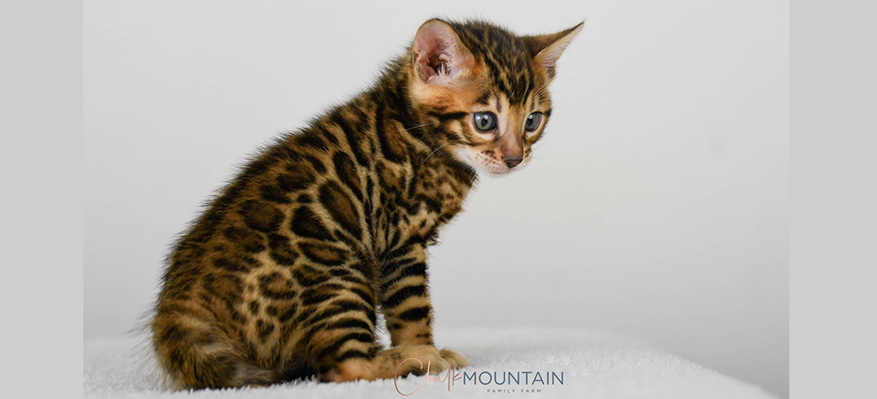 Bengal kitten for sale